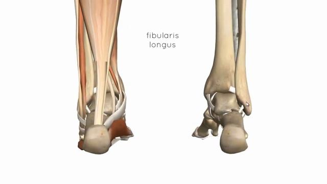 Аяқ ұшы сүйектері буындары[Ankle joint]-Orynbasar Bibol смотреть онлайн