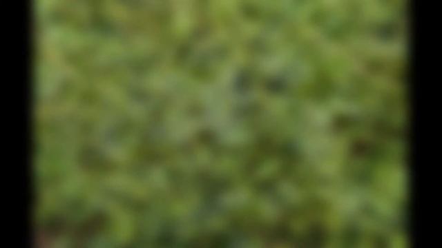 ТИАРЕЛЛА, ТЕЛЛИМА, МИТЕЛЛА (TIARELLA, TELLIMA, MITELLA) сем. Камнеломковые смотреть онлайн