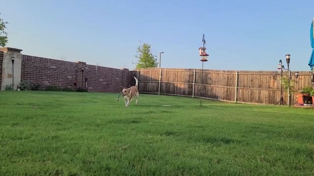 DREAM DOG 🏠 Игры с собакой дома | 4 интересные идеи на выходных Воспитай собаку мечты!