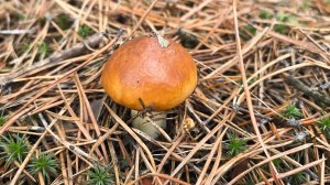 Как не заблудиться в лесу или главные ошибки любителей тихой охоты