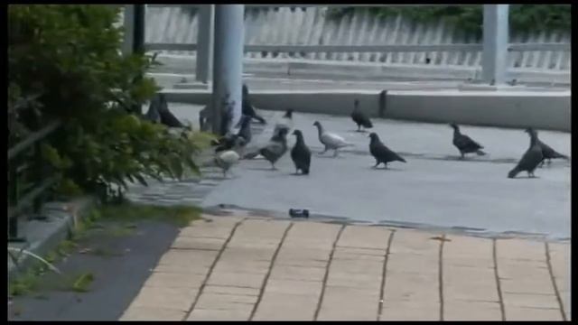 Машина на радиоуправлении Silverlit 3D Twister: MEGA STORM смотреть онлайн