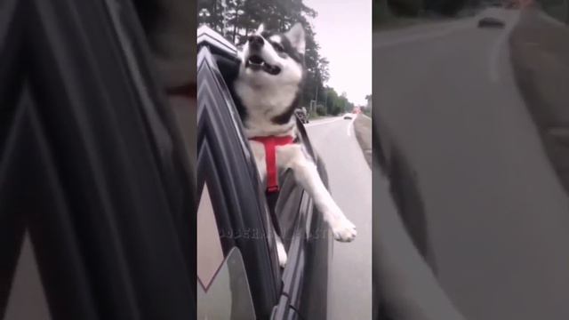 ЭдитДоберман РотвейлерХаскиНемка