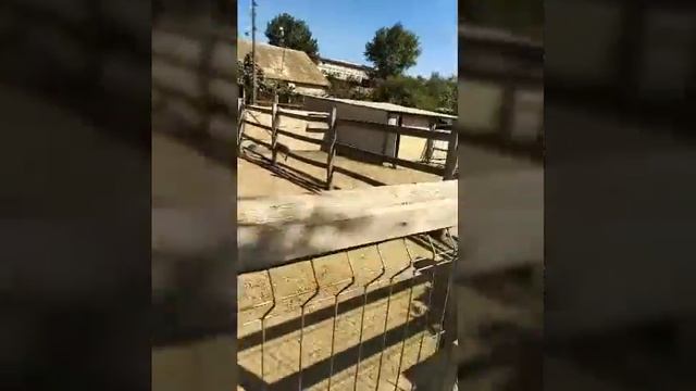 #путишествие #отдых #семья , воскресный день прошел очень хорошо. смотреть онлайн