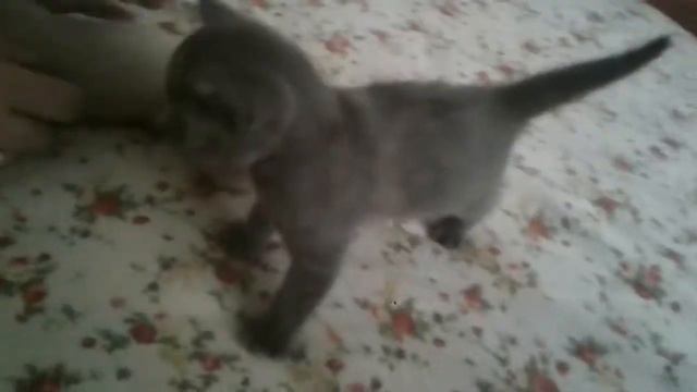 Жизнь моего кота Васи. Нам 1 месяц))) 74 смотреть онлайн