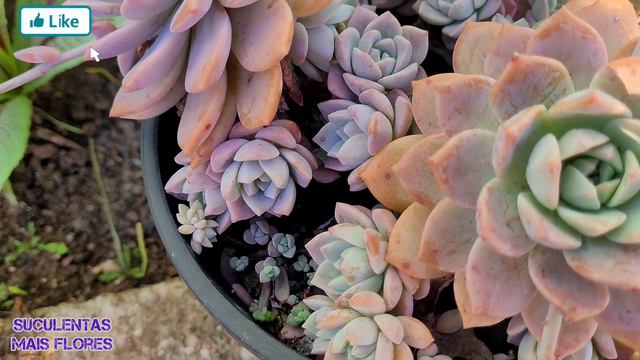 Colônia Graptoveria Milky Way /fascil cultivo смотреть онлайн