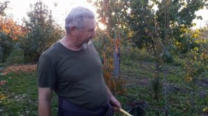 Влагозарядный полив сада на зиму