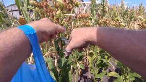 сбор семян табака 23.08.2021