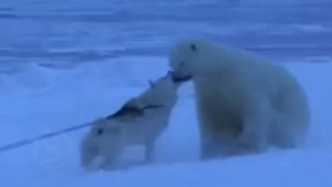 10 Неустрашимых животных