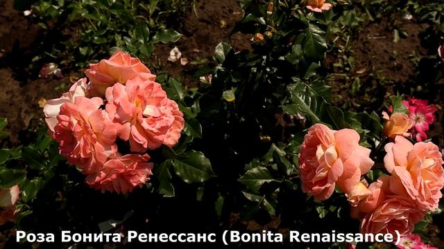 6 непрерывно цветущих роз, мускусных гибридов великолепного качества. Роза Динки, Гран-Дюк Жан и др смотреть онлайн