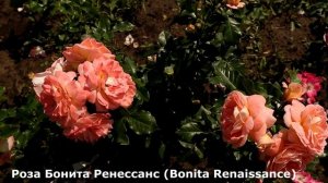6 непрерывно цветущих роз, мускусных гибридов великолепного качества. Роза Динки, Гран-Дюк Жан и др