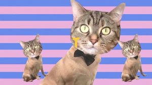 КОТОференция СТС