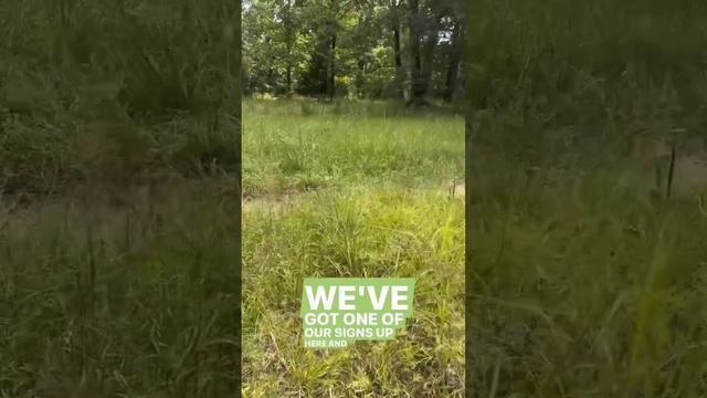 Prairie Restoration Success #grasslands #conservation #nature #savanna