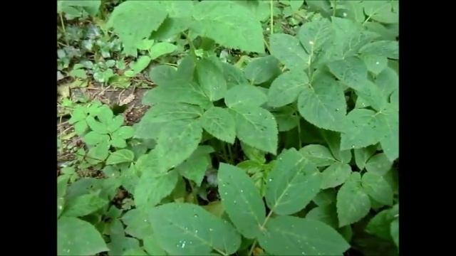 Wild Food : Ground Elder(Aegopodium podagraria) смотреть онлайн
