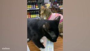 Веселые коты и кошки подборка #16