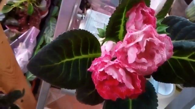 Глоксиния цветение 2019 год НП Ягодка смотреть онлайн