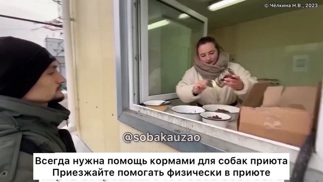 Приют «Щербинка». Проект помощи животным Собака Юзао. Декабрь 2023