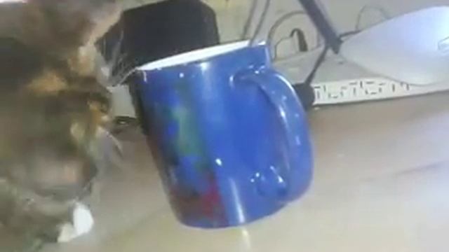 Моя кошка вытаскивает чайный пакетик из кружки смотреть онлайн