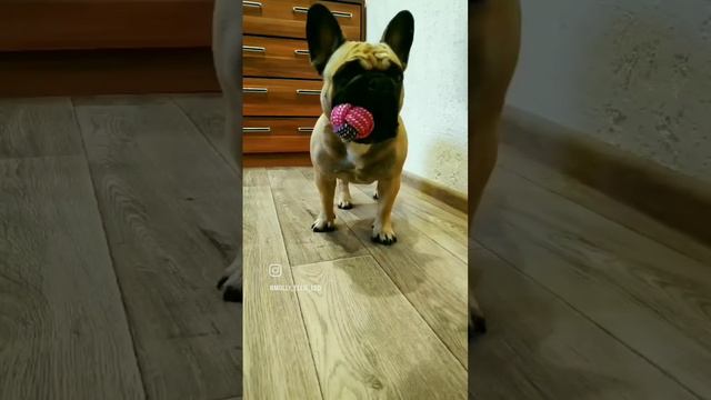 Ждём самую долгожданную Пару #frenchbulldog #bulldog #puppy #французскийбульдог #собакадругчеловека