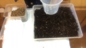 Декабрист - уход после цветения