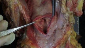 уретра жеребца