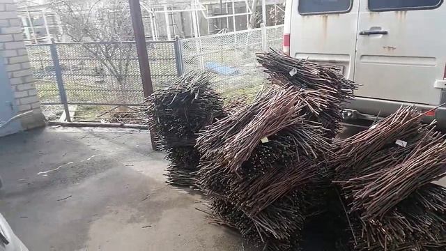 Привезли черенки Коббер5бб домой для подготовки к прививка. смотреть онлайн