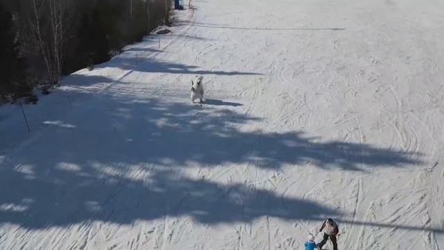 РУСМАКРОКЛИМАТ. Белый медведь на лыжах. смотреть онлайн