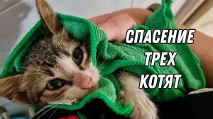 Спасении трех котят, один котенок не может ходить!