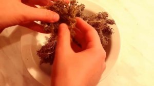 ✅ Морковь. Как вырастить свои семена?