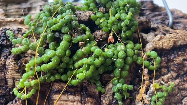 Цветение Bulbophyllum Moniliforme