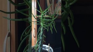Аустроцилиндропунция. Укоренение черенком. Быстро. 🌵🌵🌵🌵