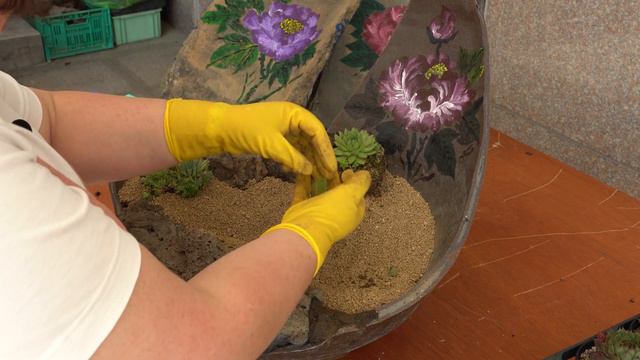 다육이바위솔분경 깨진옹기에 그림그리기 몽골아스트리스베이비스타선셋삼색