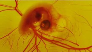 развитие эмбриона в яйце