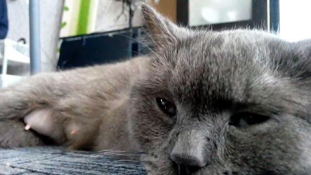 Кошка спит