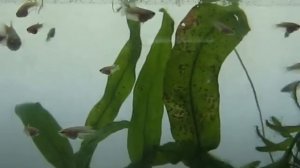 Мальки петушка 1 мес