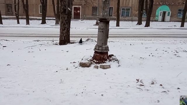 Серая ворона и грачи ( hooded crow and rooks) смотреть онлайн
