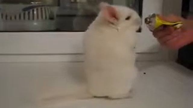 белый зверек смотреть онлайн