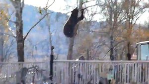 Медведь лезет за мужиком на дерево ржал дальше немогу!))))))))))))))))))))))))