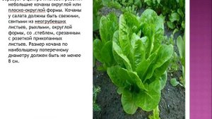 салатно шпинатные ғ минут товароведение 1