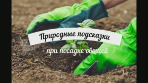 Народные приметы, когда и что сажать.