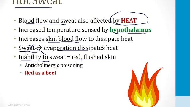 Неврология USMLE - 4. Вегетативная Нервная Система - 1.ВНС