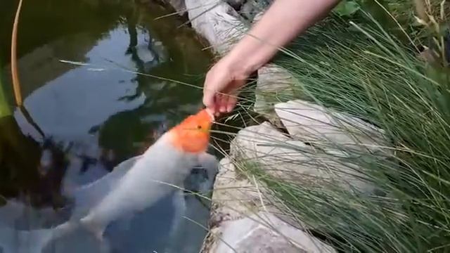 Вуалевый карп кои кушает кукурузную палочку смотреть онлайн