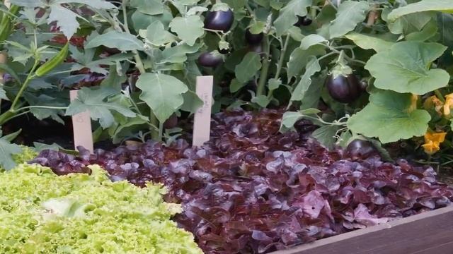 ГРУНТ ДЛЯ РАССАДЫ УНИВЕРСАЛЬНЫЙ ПОЧВОГРУНТ смотреть онлайн