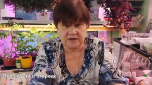 ЭТОТ ОВОЩ ДОЛЖЕН ПОСЕЯТЬ КАЖДЫЙ ОГОРОДНИК! ЭТО КЛАДЕЗЬ ВИТАМИНОВ!