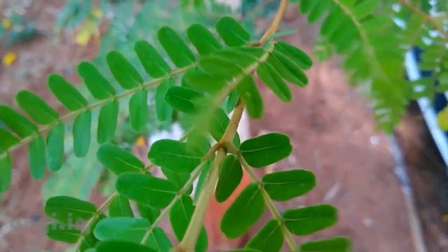 معاينة الهاتف الوحش? | CAT S60؟؟?? смотреть онлайн