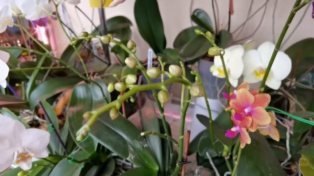 Сад с орхидеями. ШАПКИ ЦВЕТОВ. смотреть онлайн