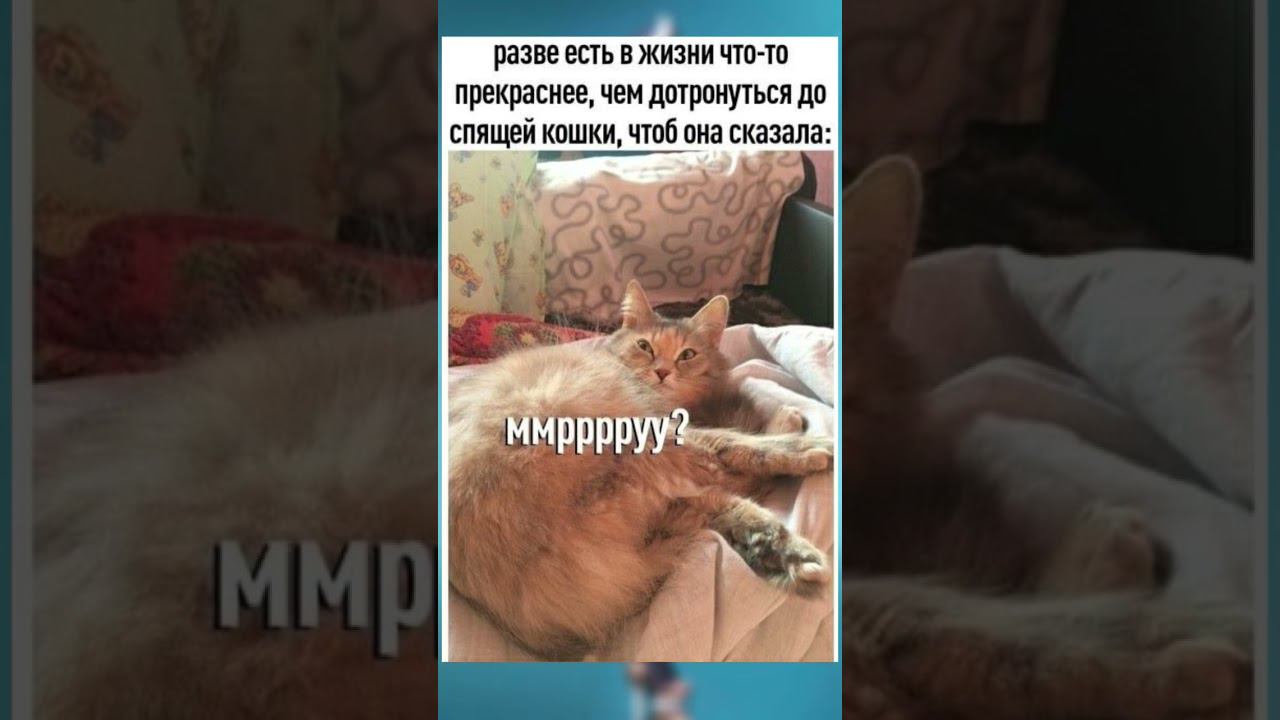 #юмор #поззи #позитив #приколы #доброеутро #meme #актив #cat