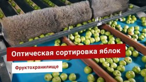 Линия оптической сортировки яблок TAREND от 4 до 30 т/ч. Калибровка фруктов по весу, диаметру, цвету
