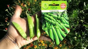 11 сортов гороха ВЫБИРАЕМ лучшие! Секреты выращивания гороха