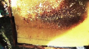 Подкормка пчёл....в октябре