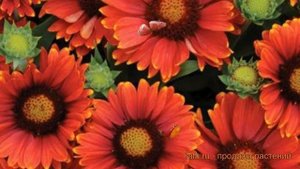 Гайлардия гибридная Аризона Ред Шейдз ? обзор: как сажать, саженцы гайлардии Аризона Ред Шейдз